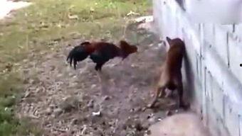 我是吃瓜侠,揭秘娱乐圈幕后故事